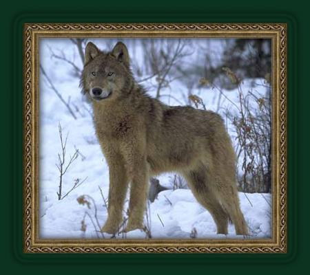 cadre loup à l'affut